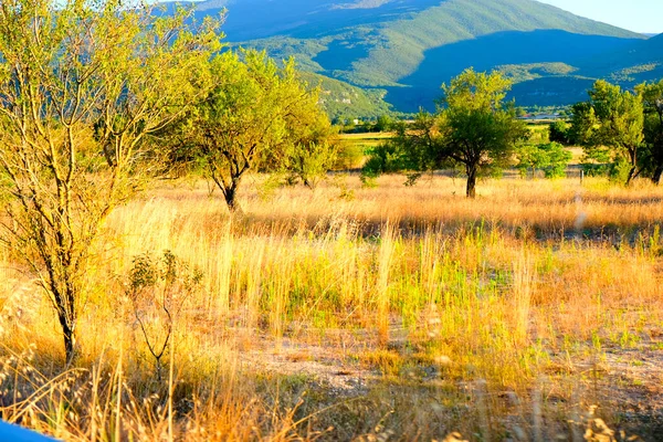 İtalya 'da ağustos güneşinde çimen tarlaları yandı. Yüksek kalite fotoğraf