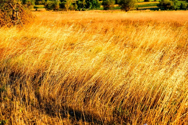 Ein Von Der Augustsonne Verbranntes Grasfeld Italien Hochwertiges Foto — Stockfoto