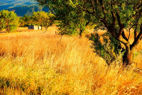 İtalya 'da ağustos güneşinde çimen tarlaları yandı. Yüksek kalite fotoğraf