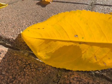 Avlu zeminine düşen kuru yapraklar. Yüksek kalite fotoğraf