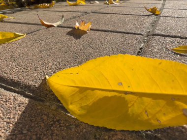 Avlu zeminine düşen kuru yapraklar. Yüksek kalite fotoğraf