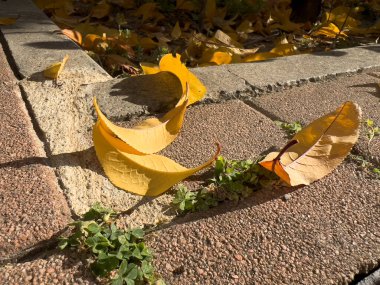 Avlu zeminine düşen kuru yapraklar. Yüksek kalite fotoğraf