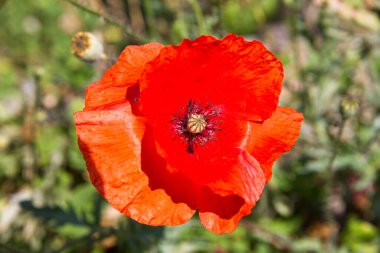 Yeşil çayırda kırmızı haşhaş tarlası. Yüksek kalite fotoğraf