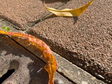 Avlu zeminine düşen kuru yapraklar. Yüksek kalite fotoğraf