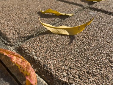 Avlu zeminine düşen kuru yapraklar. Yüksek kalite fotoğraf