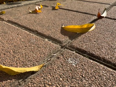 Avlu zeminine düşen kuru yapraklar. Yüksek kalite fotoğraf