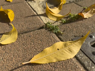 Avlu zeminine düşen kuru yapraklar. Yüksek kalite fotoğraf