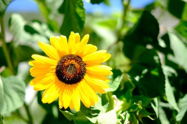 Ağustosta güneş altında ayçiçeği tarlası. Yüksek kalite fotoğraf