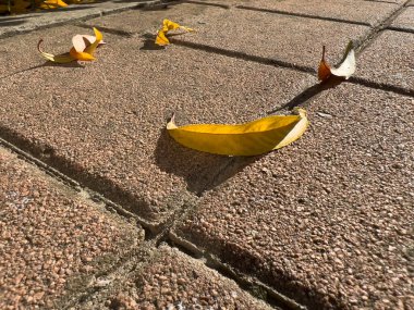 Avlu zeminine düşen kuru yapraklar. Yüksek kalite fotoğraf