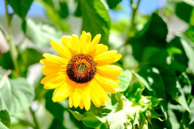 Ağustosta güneş altında ayçiçeği tarlası. Yüksek kalite fotoğraf