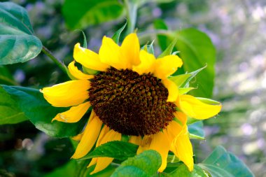 Ağustosta güneş altında ayçiçeği tarlası. Yüksek kalite fotoğraf