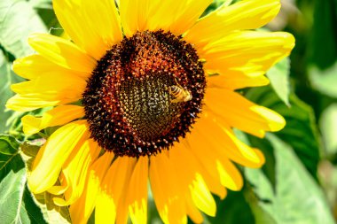 Ağustosta güneş altında ayçiçeği. Arı tozlaşır. Yüksek kalite fotoğraf