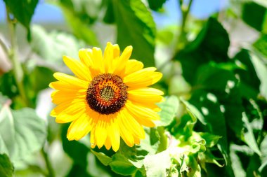Ağustosta güneş altında ayçiçeği tarlası. Yüksek kalite fotoğraf