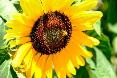 Ağustosta güneş altında ayçiçeği. Arı tozlaşır. Yüksek kalite fotoğraf