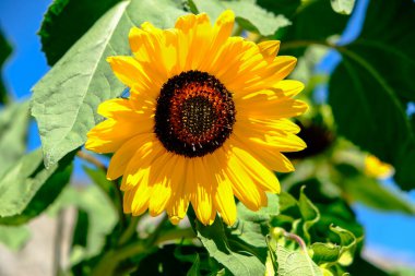 Ağustosta güneş altında ayçiçeği tarlası. Yüksek kalite fotoğraf
