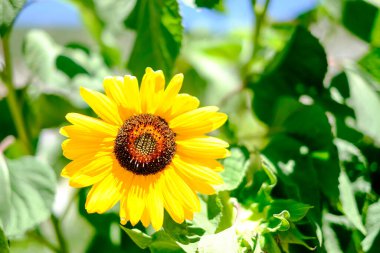 Ağustosta güneş altında ayçiçeği tarlası. Yüksek kalite fotoğraf
