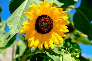 Ağustosta güneş altında ayçiçeği tarlası. Yüksek kalite fotoğraf