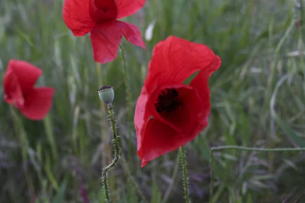 Field Red Poppies Green Meadow High Quality Photo — Stock Photo, Image