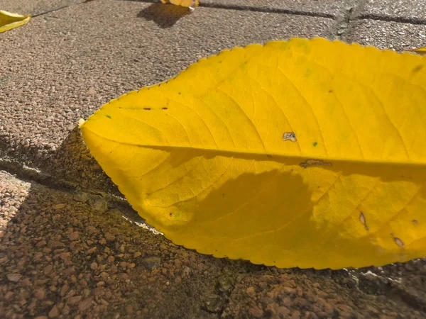 Avlu zeminine düşen kuru yapraklar. Yüksek kalite fotoğraf