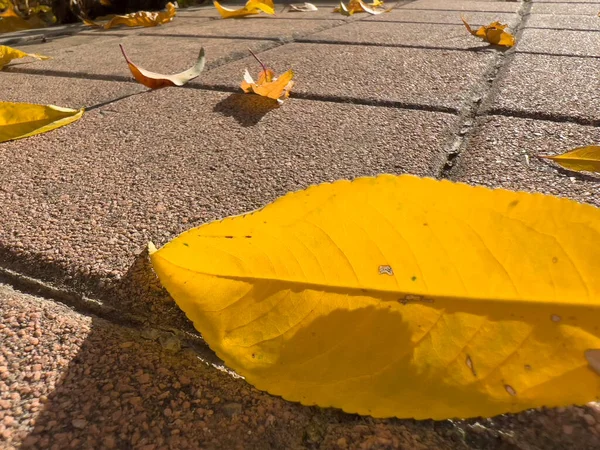 Avlu zeminine düşen kuru yapraklar. Yüksek kalite fotoğraf