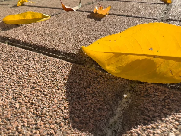 Fallen Dry Leaves Courtyard Floor High Quality Photo — 스톡 사진