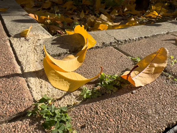 Avlu zeminine düşen kuru yapraklar. Yüksek kalite fotoğraf