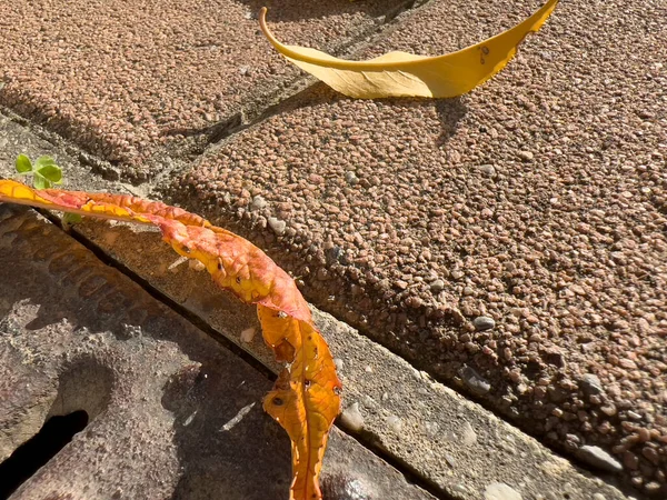 Avlu zeminine düşen kuru yapraklar. Yüksek kalite fotoğraf