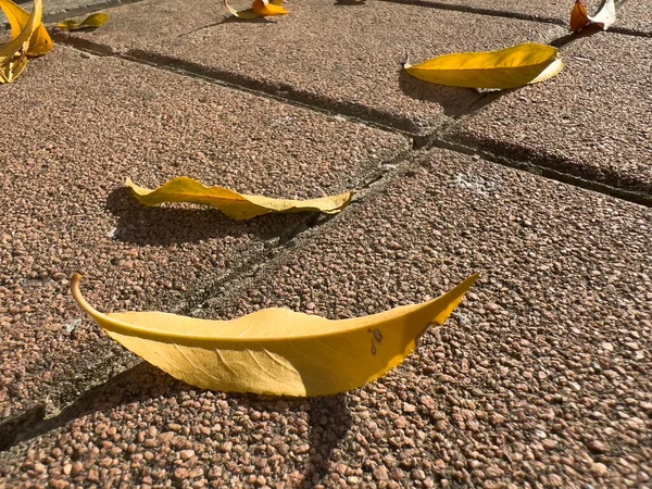 Fallen Dry Leaves Courtyard Floor High Quality Photo — 스톡 사진