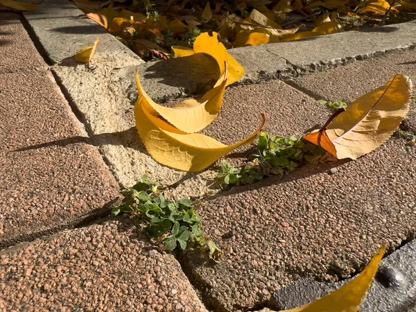 Folhas Secas Caídas Chão Pátio Foto Alta Qualidade — Fotografia de Stock