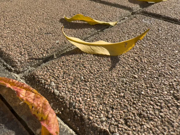 Avlu zeminine düşen kuru yapraklar. Yüksek kalite fotoğraf