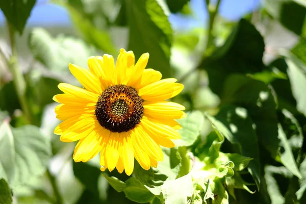 Ağustosta güneş altında ayçiçeği tarlası. Yüksek kalite fotoğraf