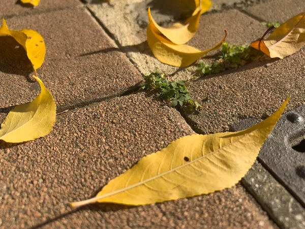 Avlu zeminine düşen kuru yapraklar. Yüksek kalite fotoğraf
