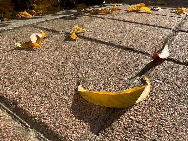 Fallen Dry Leaves Courtyard Floor High Quality Photo — 스톡 사진