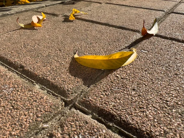 Avlu zeminine düşen kuru yapraklar. Yüksek kalite fotoğraf