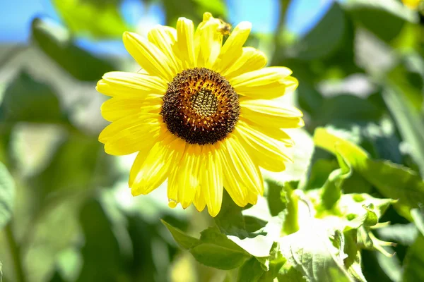 Ağustosta güneş altında ayçiçeği tarlası. Yüksek kalite fotoğraf