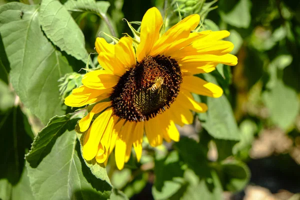 Sunflower August Sun Bee Pollinating High Quality Photo — Photo