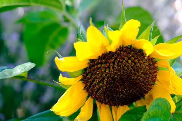 Sunflower Field August Sun High Quality Photo — Photo