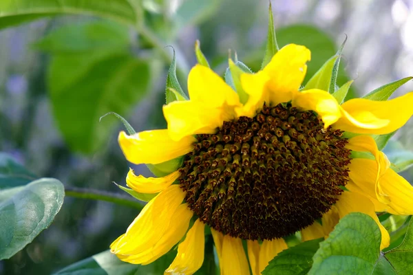 Sunflower Field August Sun High Quality Photo — Photo