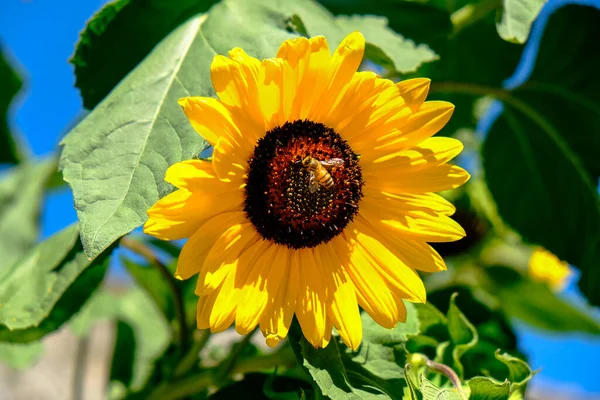 Sunflower August Sun Bee Pollinating High Quality Photo — Zdjęcie stockowe