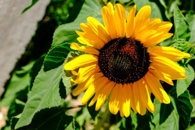 Ağustosta güneş altında ayçiçeği tarlası. Yüksek kalite fotoğraf