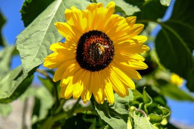 Ağustosta güneş altında ayçiçeği. Arı tozlaşır. Yüksek kalite fotoğraf