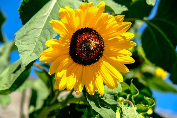 Ağustosta güneş altında ayçiçeği. Arı tozlaşır. Yüksek kalite fotoğraf