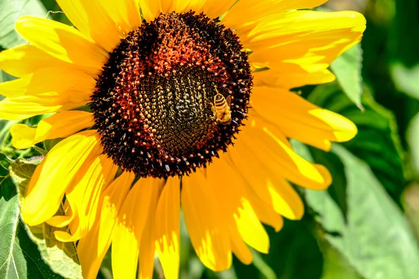 Ağustosta güneş altında ayçiçeği. Arı tozlaşır. Yüksek kalite fotoğraf