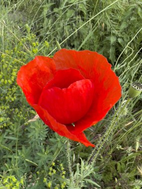 Baharda yeşil tarlada kırmızı haşhaş çiçeği. Yüksek kalite fotoğraf