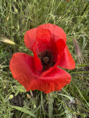 Baharda yeşil tarlada kırmızı haşhaş çiçeği. Yüksek kalite fotoğraf