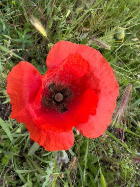 Baharda yeşil tarlada kırmızı haşhaş çiçeği. Yüksek kalite fotoğraf