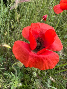 Baharda yeşil tarlada kırmızı haşhaş çiçeği. Yüksek kalite fotoğraf