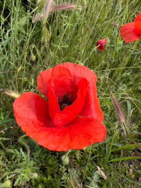 Baharda yeşil tarlada kırmızı haşhaş çiçeği. Yüksek kalite fotoğraf