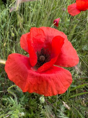 Baharda yeşil tarlada kırmızı haşhaş çiçeği. Yüksek kalite fotoğraf