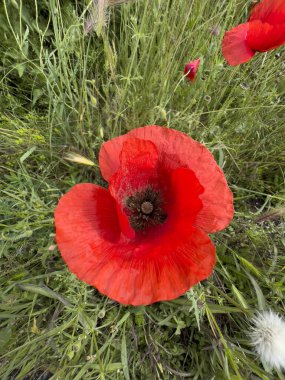 Baharda yeşil tarlada kırmızı haşhaş çiçeği. Yüksek kalite fotoğraf